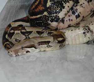 red tail boa